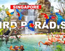 Descubre el fascinante turismo en Singapur: Conoce el Parque Jurong Bird Park