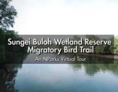 Descubre la maravillosa observación de aves en el Parque Nacional de Sungei Buloh en Singapur: una experiencia imprescindible para los amantes del turismo y la naturaleza