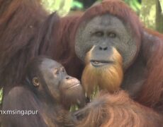 Descubre el fascinante turismo de Singapur: Recorriendo el Zoológico de Singapur