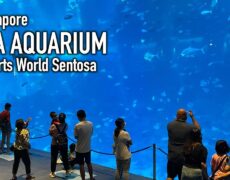 Descubre la magia del turismo marino en Singapur: Visita el impresionante Acuario S.E.A