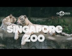 Descubre la increíble experiencia de turismo en Singapur: Visita el Zoológico de Singapur